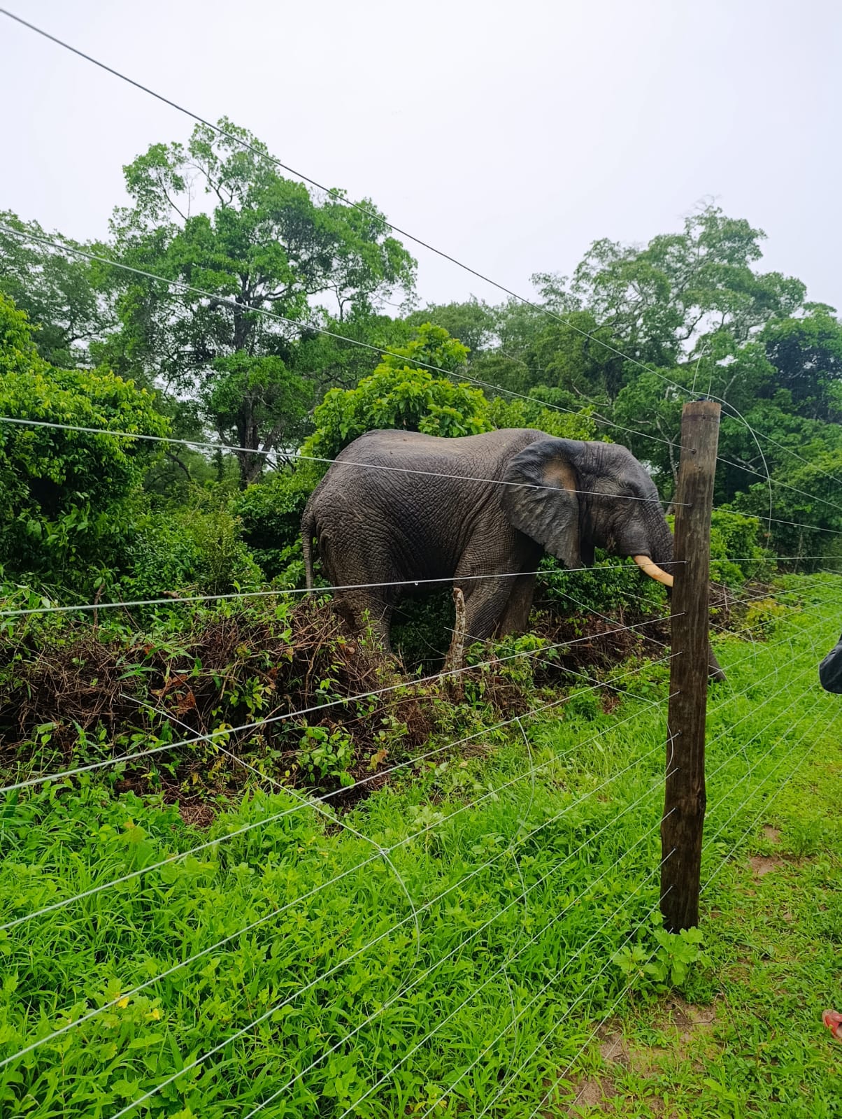 wildlife Security Solution